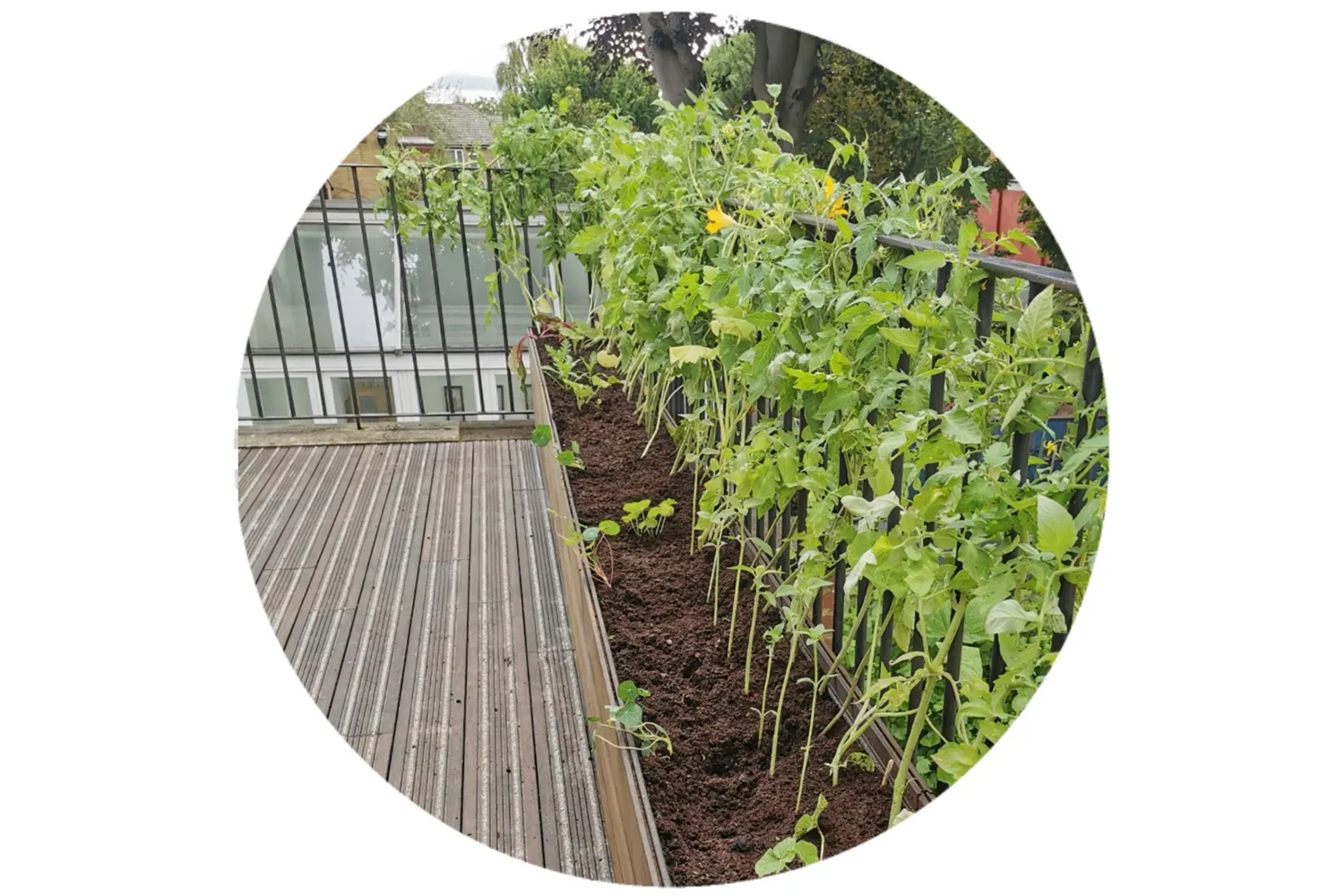 Edible rooftop garden in London with bamboo non-slip decking